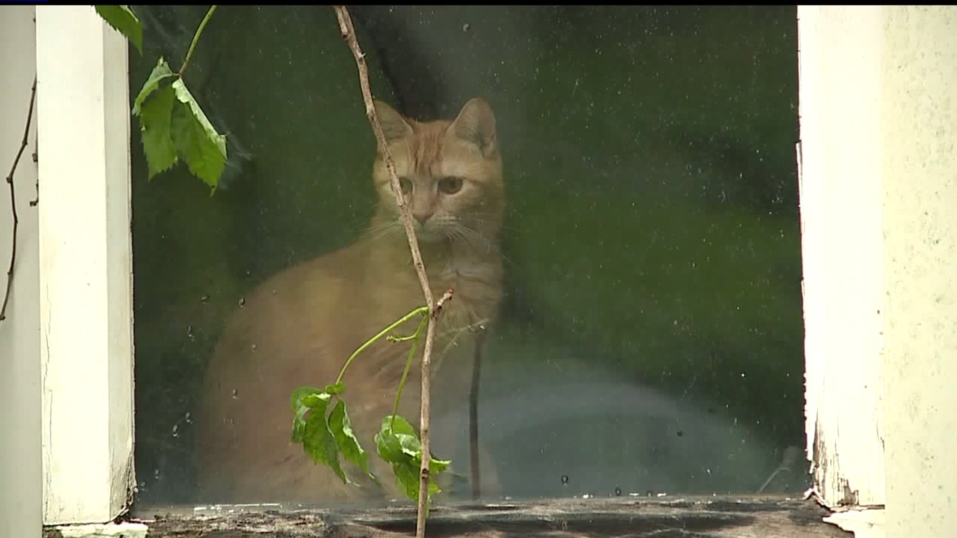Nearly 40 cats rescued from animal hoarding situation in York County need  new homes 
