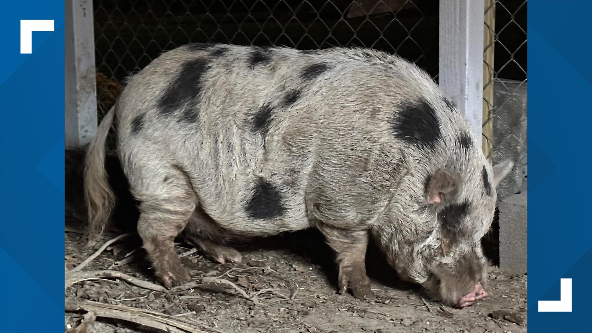A pesky pet pig is running hog wild in Adams County. At almost 200 pounds, Kevin Bacon the pig has been hard to catch.