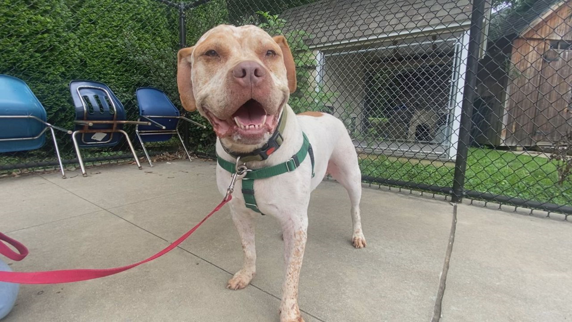 Atlas is described as a big marshmallow by the shelter. He's an 8-year-old, mixed breed dog looking for a family at the PSPCA Lancaster Center.
