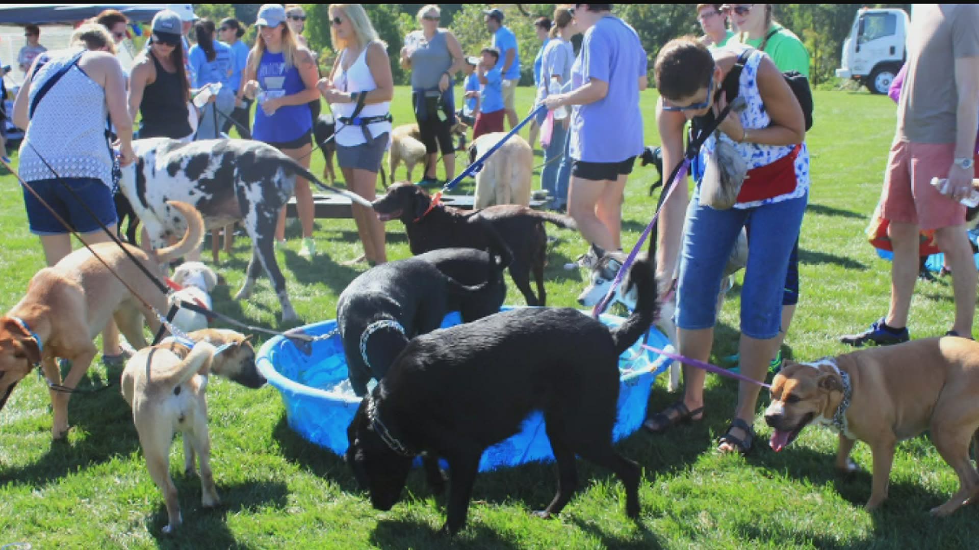 Humane Pennsylvania's annual Walk for the Animals to be held virtually |  