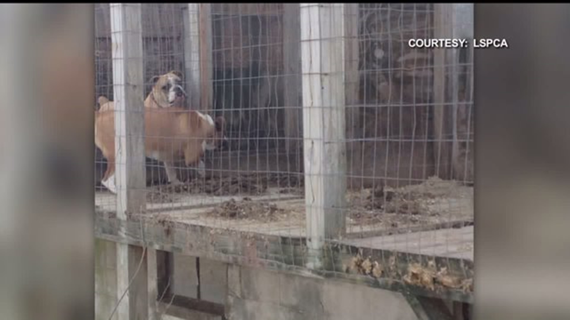 Lancaster County man convicted of mistreating 11 dogs