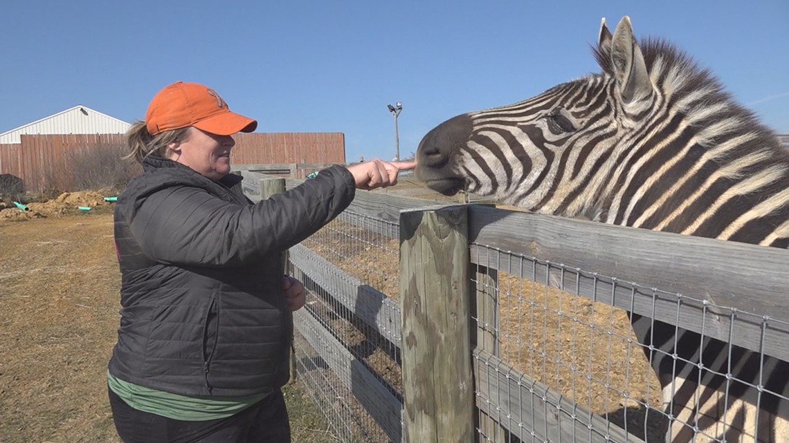 Roaming free: Two zebras living in Mechanicsburg after rescue | wnep.com