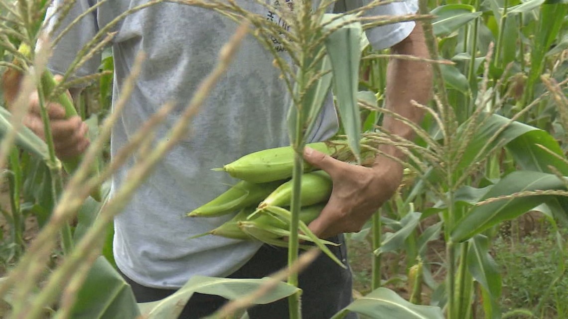 Why farmers are facing more mental health challenges - Vimarsana News