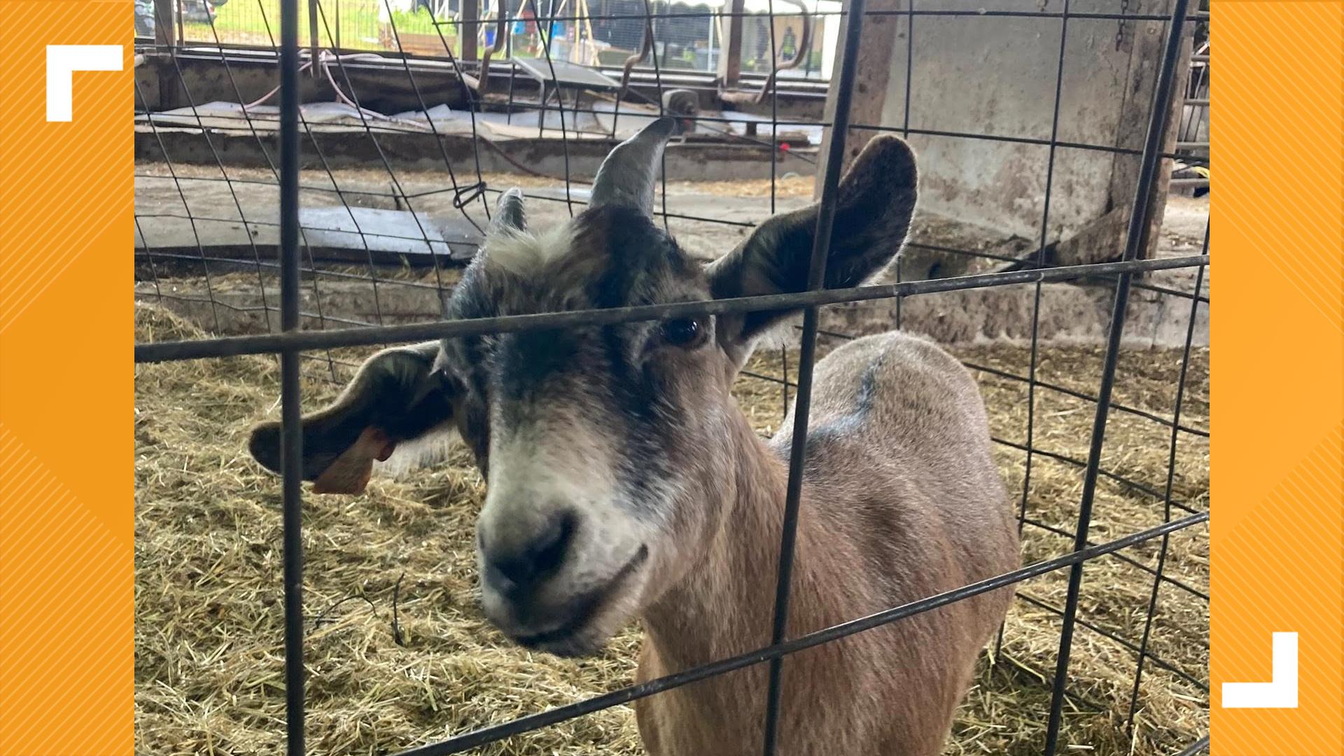 Oregon Dairy's Family Farm Days will open on June 11, featuring free activities and farm experiences.