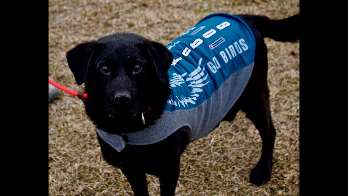 sells out of Philadelphia Eagles' underdog German Shepherd