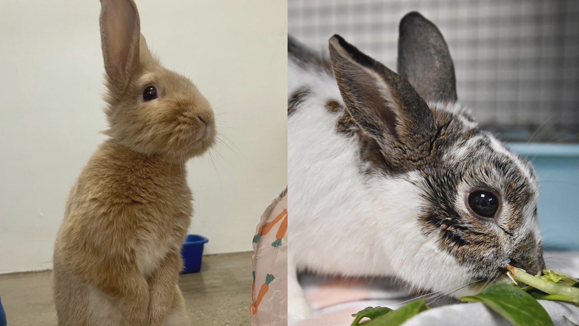 The York County SPCA has numerous rabbits looking for homes and is hosting a  small animal adoption event on Saturday, April 13 to help them find forever families.