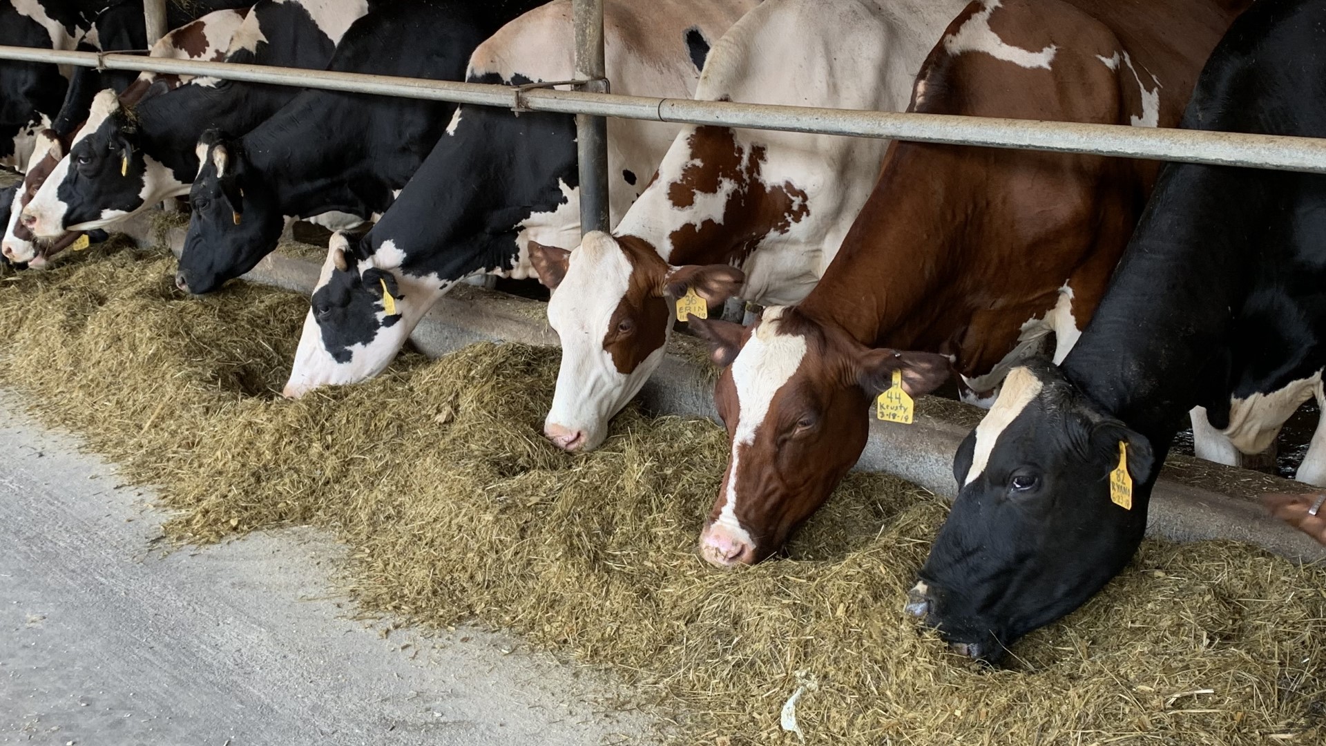 Although there are no cases of bird flu among cows in Pennsylvania, local dairy farms are taking the necessary precautions.