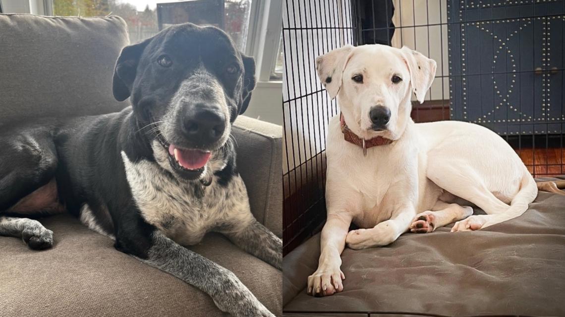 Furry Friends | Meet Jesse and Dwight