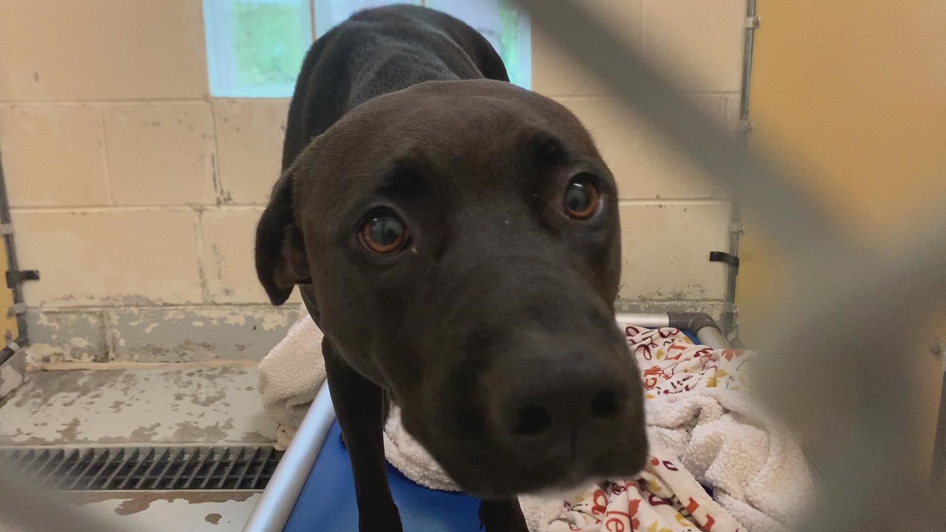 The Pennsylvania SPCA has teamed up with the Greater Good Charities to accept a transport of animals affected by Hurricane Ian.