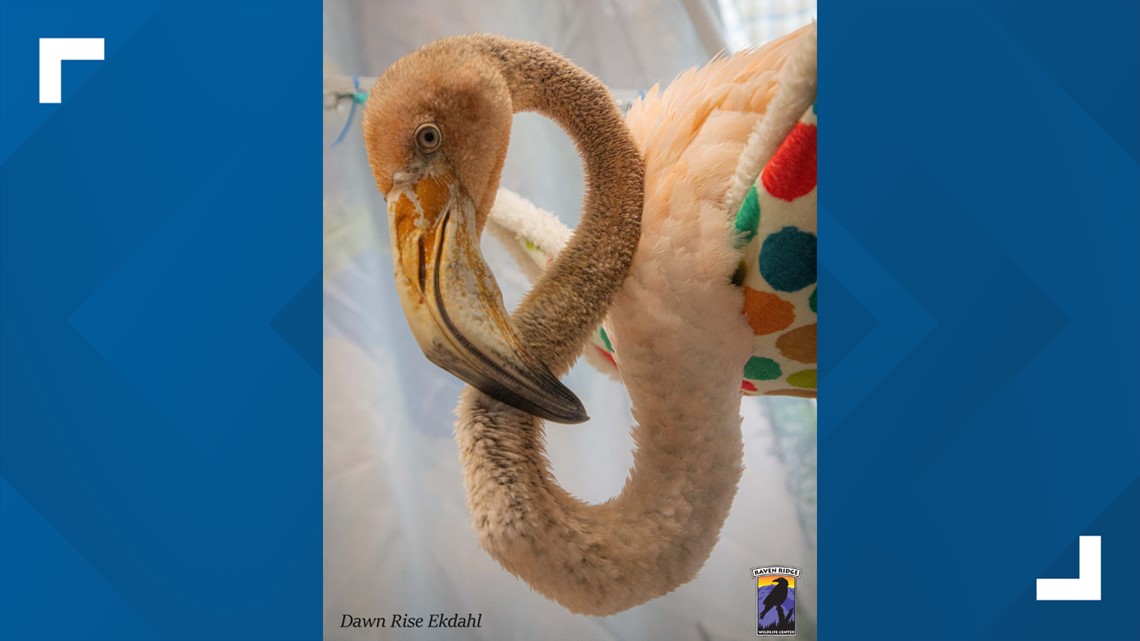 Lancaster County animal center announces the passing of injured flamingo found in Franklin County - Vimarsana News