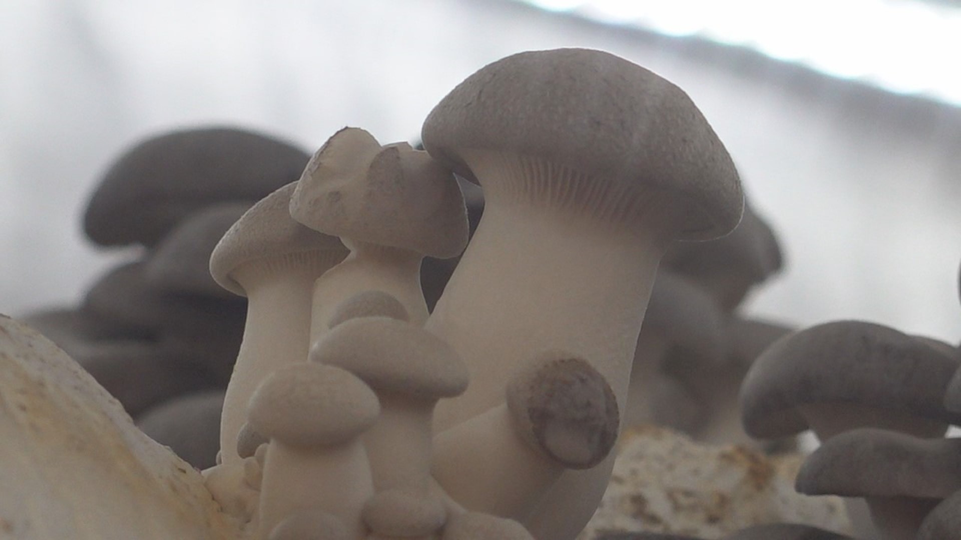 A mushroom farm is springing up in Franklin County, using innovative technologies to grow year-round. The new growth sprouted out of a near catastrophe.