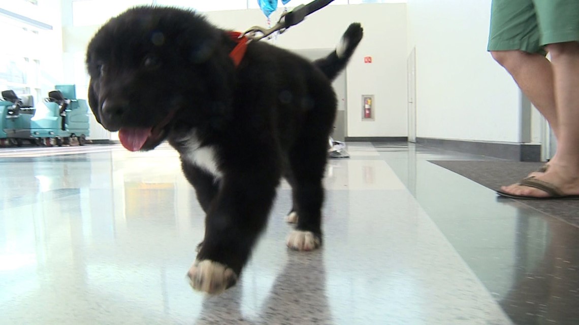 Wish of a new puppy granted for Cumberland County teen with special ...