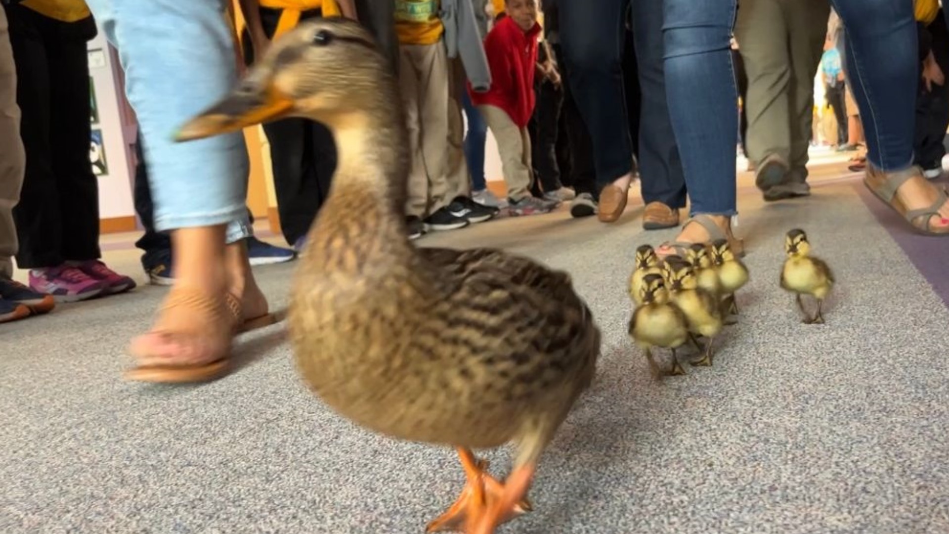 A mother duck led her ducklings throughout the halls of Milton Hershey Memorial Hall Elementary School this afternoon!