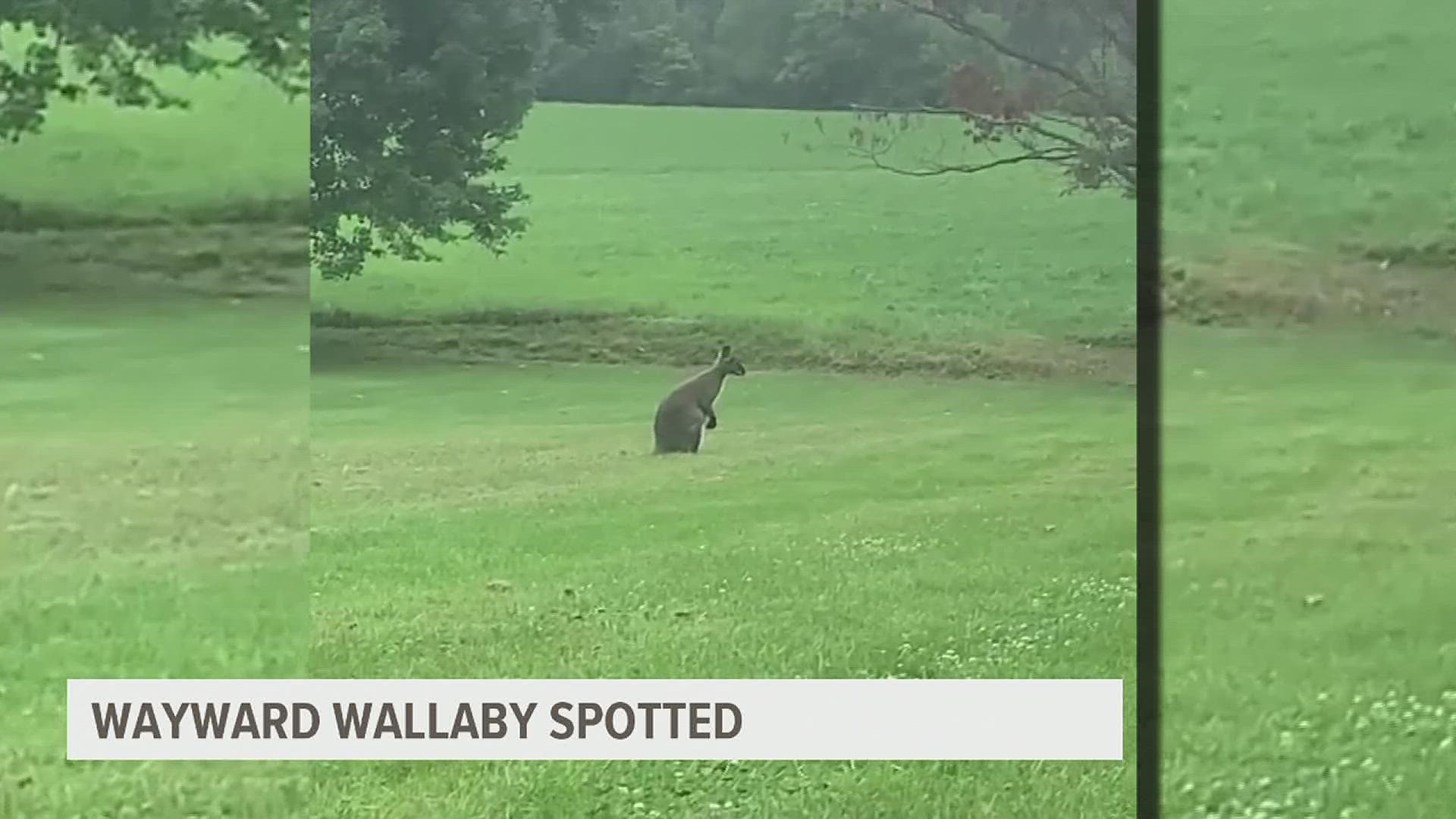 Residents in the Mount Zion area of Lebanon County have been posting pictures and videos on social media of a wayward kangaroo or wallaby spotted in the area.