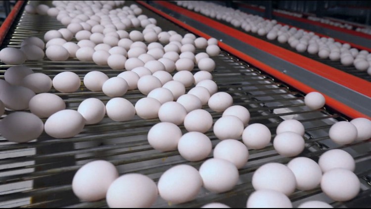 Amid surge in avian flu, Franklin County farm works to ease egg shortage