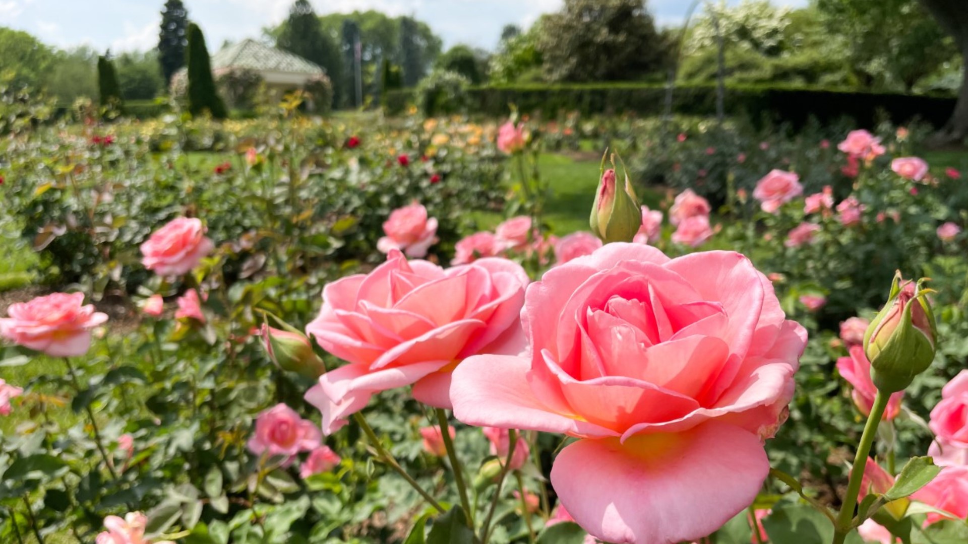 The Historic Hershey Rose Garden at Hershey Gardens is now covered with 3,000 roses representing 115 varieties.