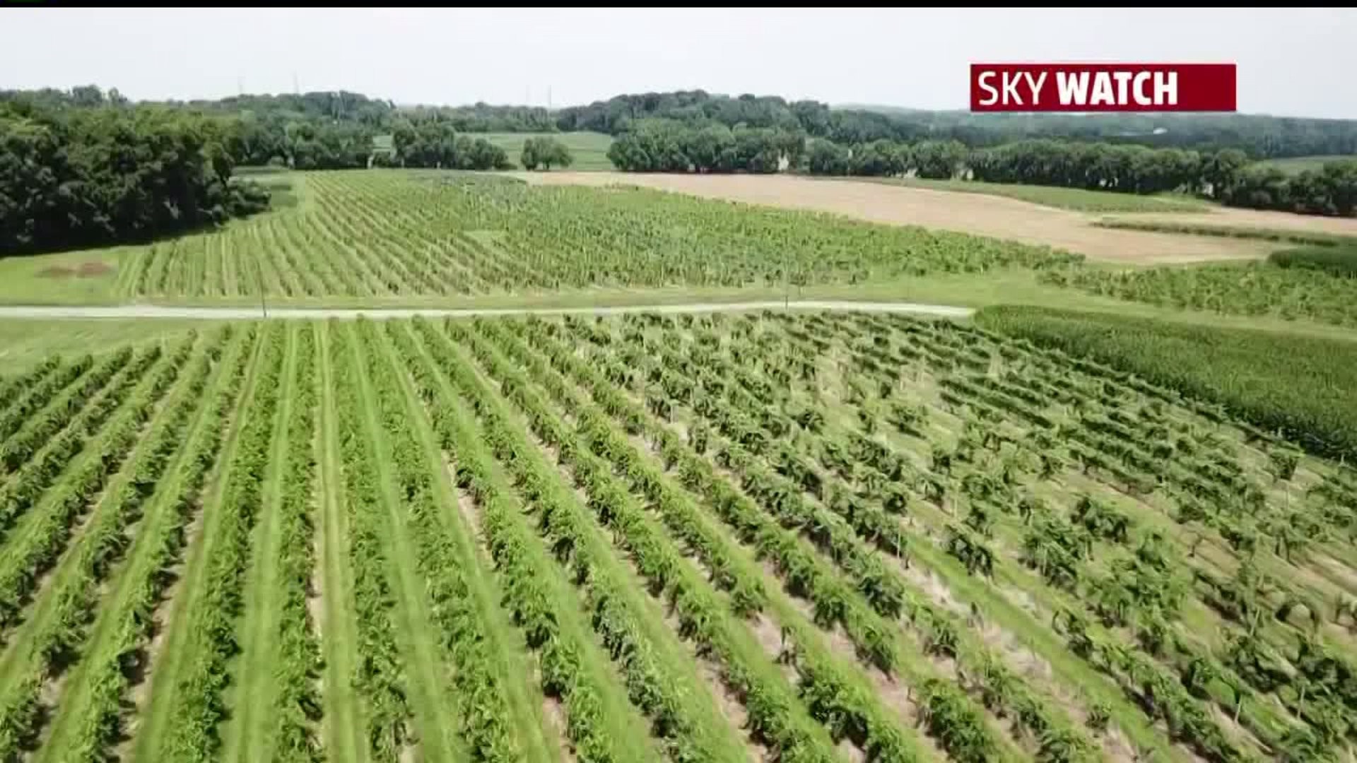 NISSLEY VINEYARDS RECOVERS FROM FLOODING