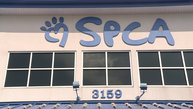 Spca spay and neuter clinic hot sale near me