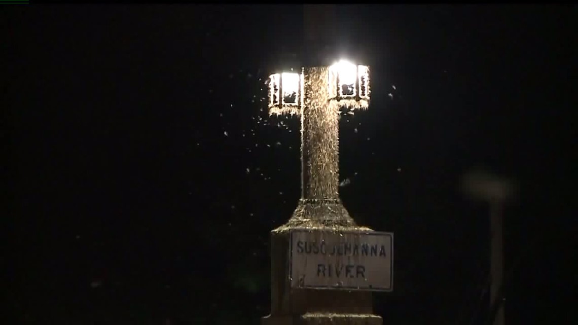 Officials are preparing for a season filled with mayflies and are urging drivers to stay alert - Vimarsana News