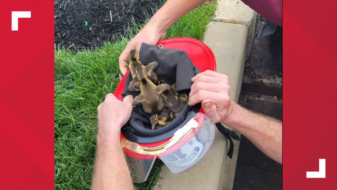 Baby ducks rescued in Ephrata - Vimarsana News