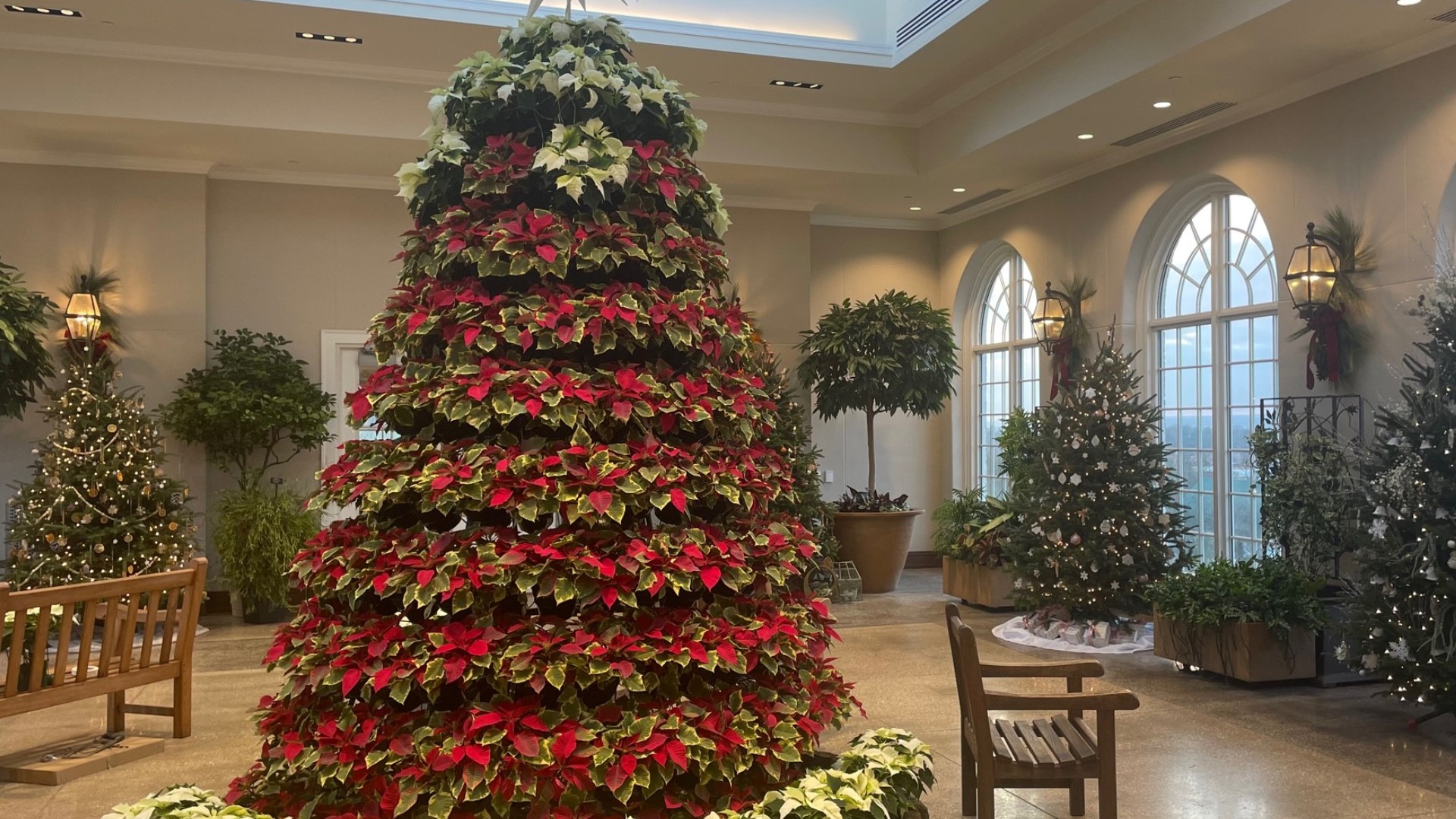 Guests can see eight Frazer firs decorated by local designers and a 14-foot tall poinsettia tree.