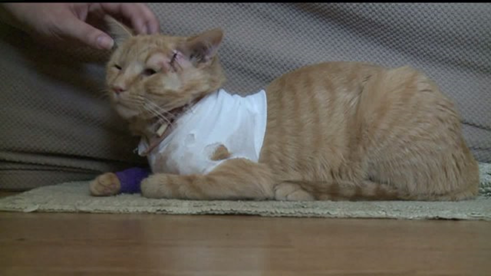 Cat takes bullet and saves 3-year-old