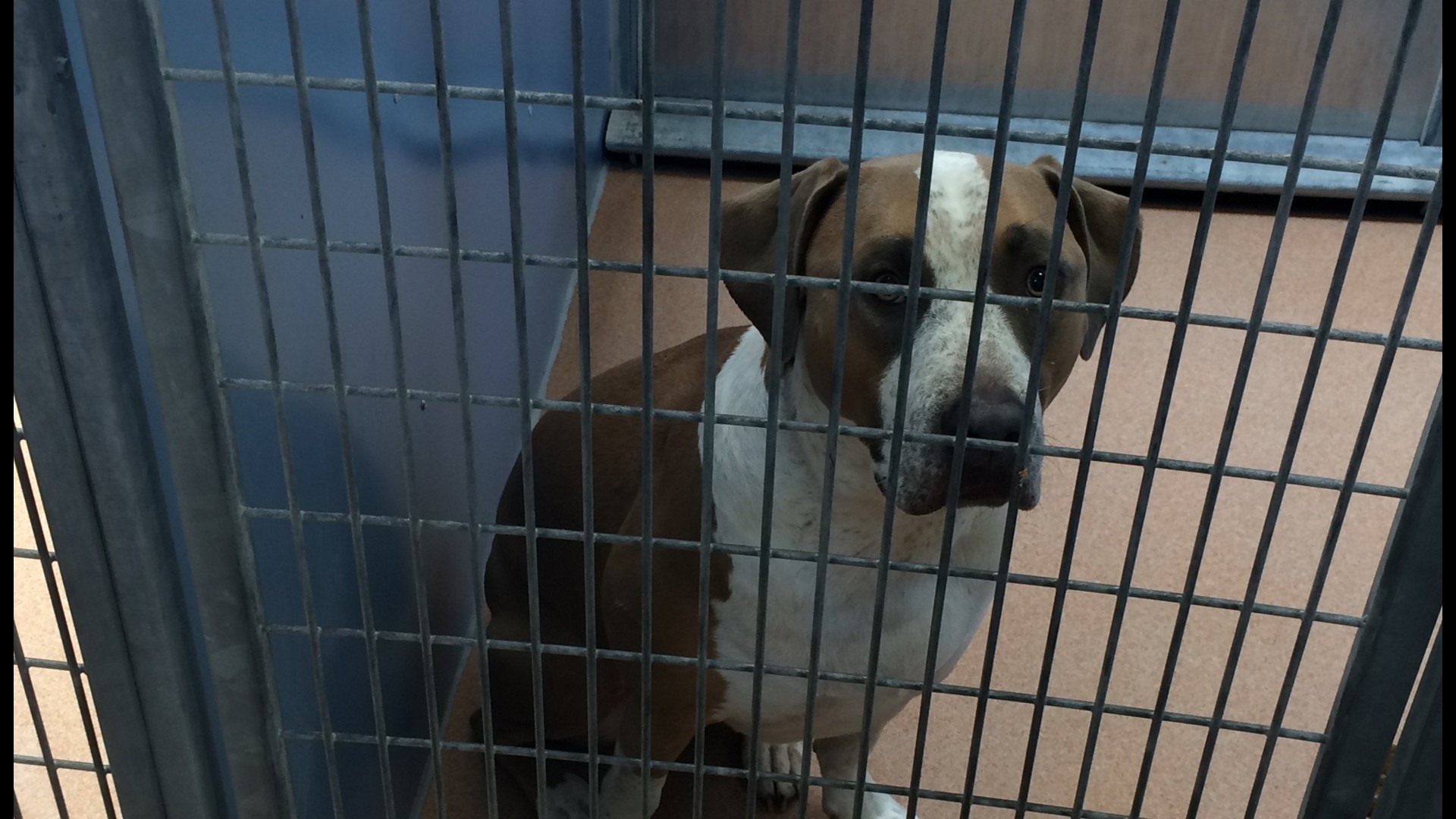 3-day-old baby mauled to death by family dog | fox43.com