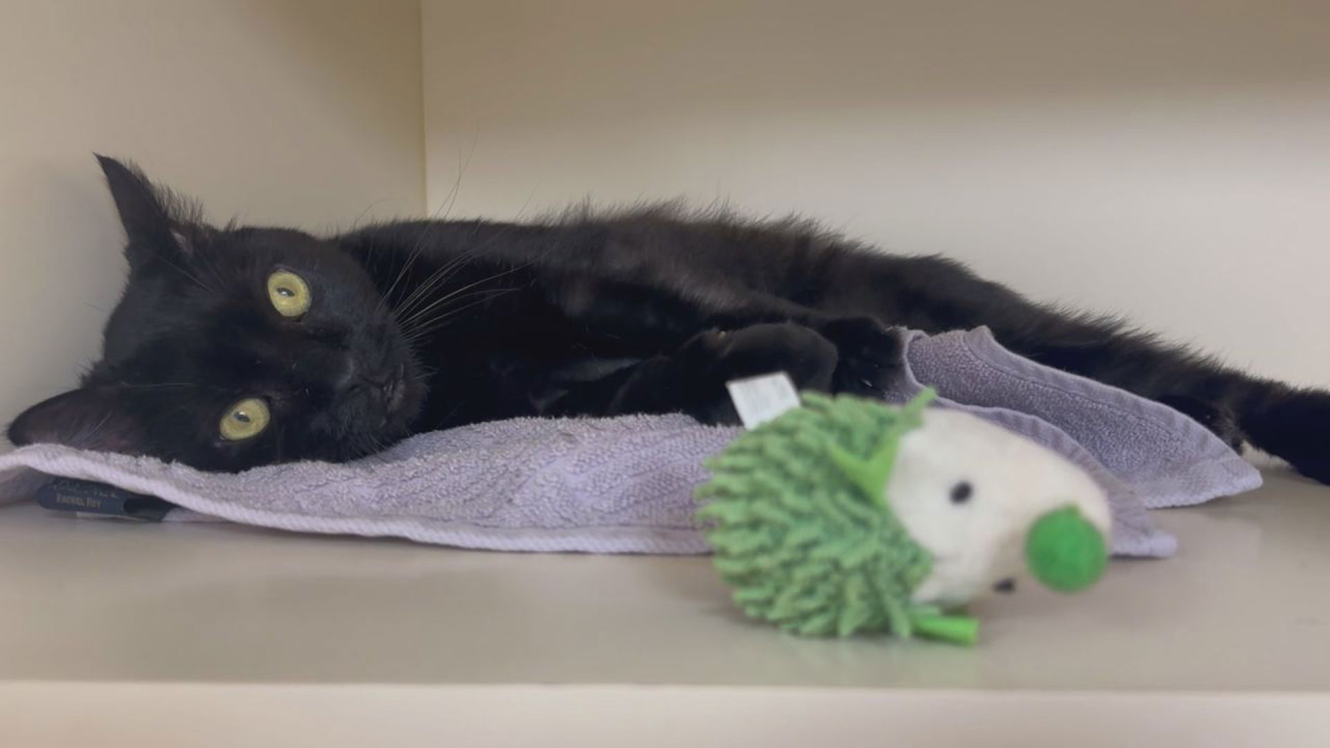 Louie is the longest resident at the Pet Pantry of Lancaster County. He's an outgoing 2-year-old cat who loves to play and snuggle with his people.