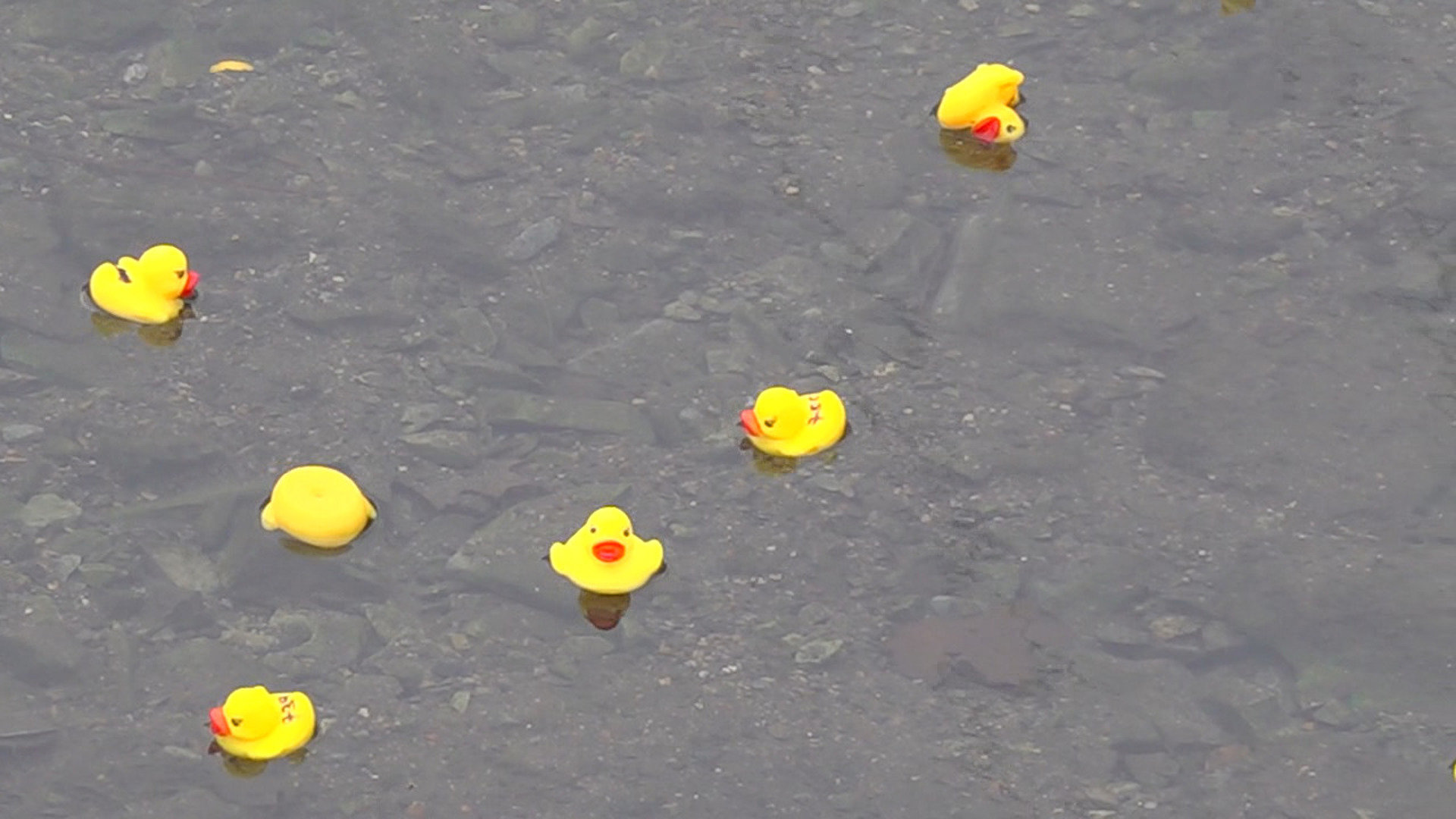 More than 500 rubber ducks floated down the Quitapahilla Creek for the annual event, which funds services for Domestic Violence Intervention of Lebanon County.