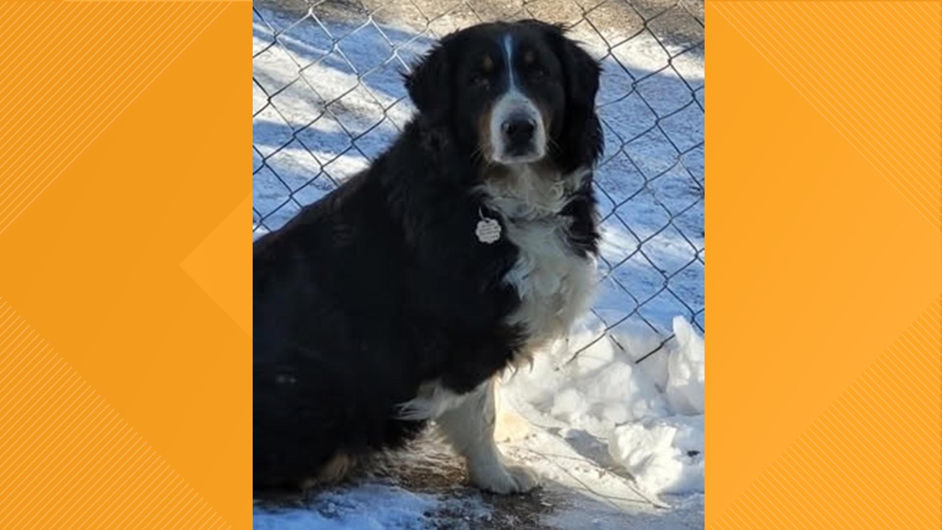 Today's furry friend is Hera, from Animal Rescue Inc.