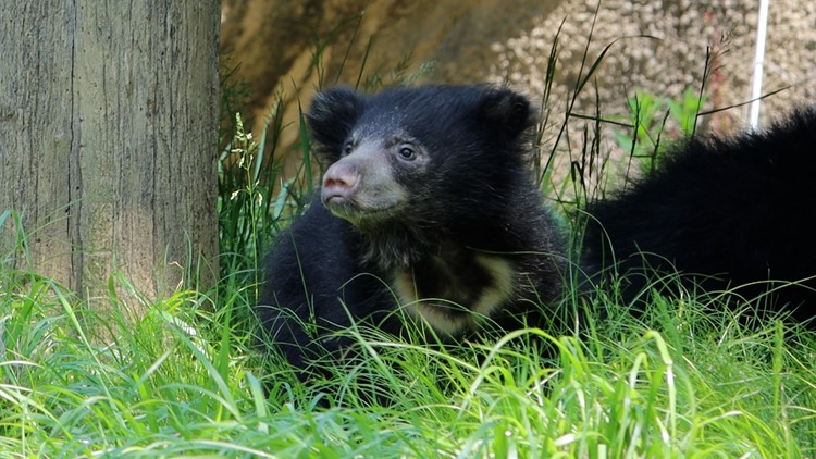 Want to help the Philly Zoo name its new sloth bear cub pair?