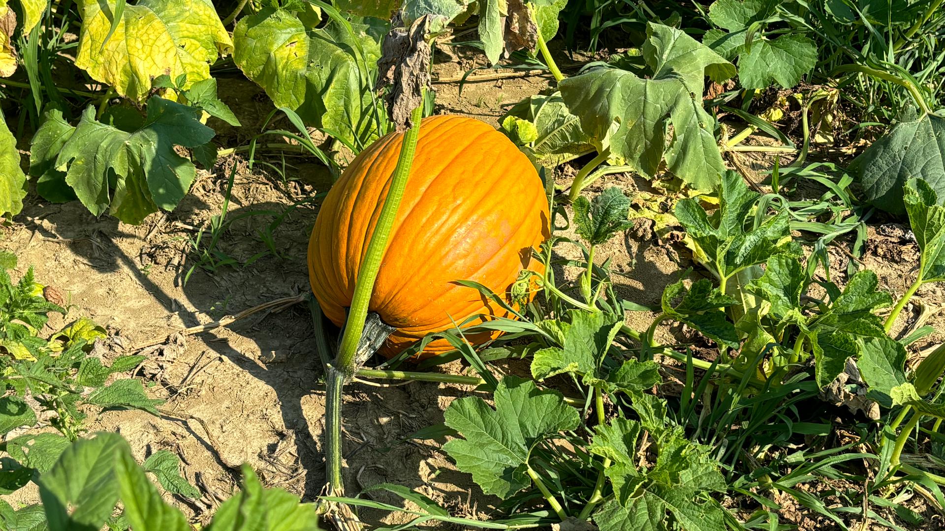 Downturns in pumpkin growing take place during periods of hot, dry weather.