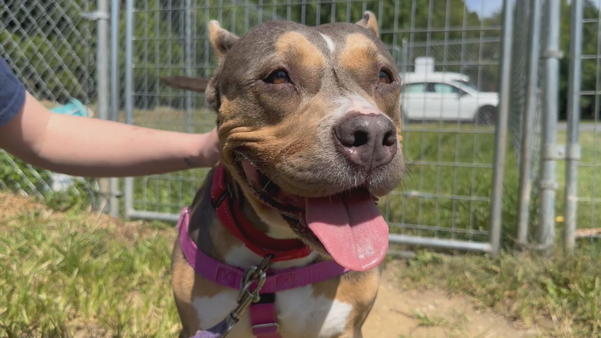 Roxy is a 7-year-old pit bull mix who is very smart and food motivated!