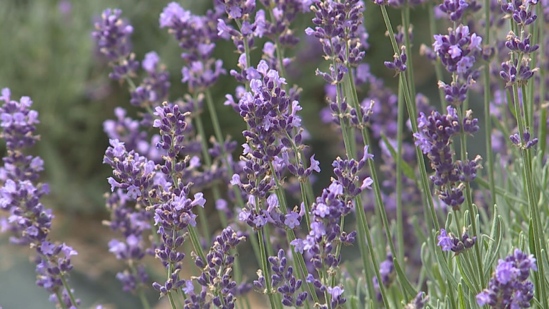 First lavender harvest at Maple Lawn Farms
