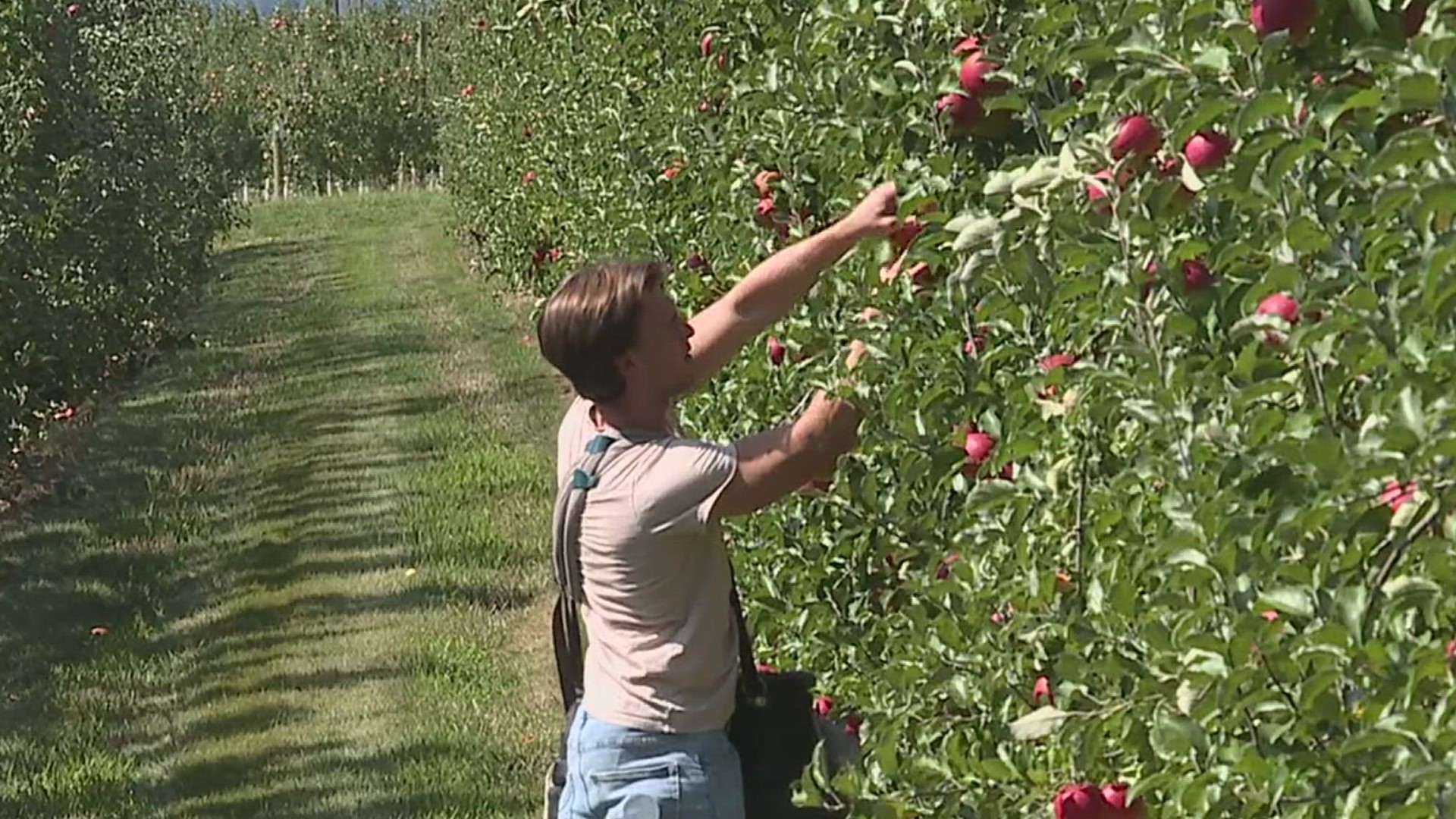 FOX43's Tyler Hatfield went to Flinchbaugh's Orchards in Hellam Township, York County, to learn what it takes to harvest and grade apples for the market.