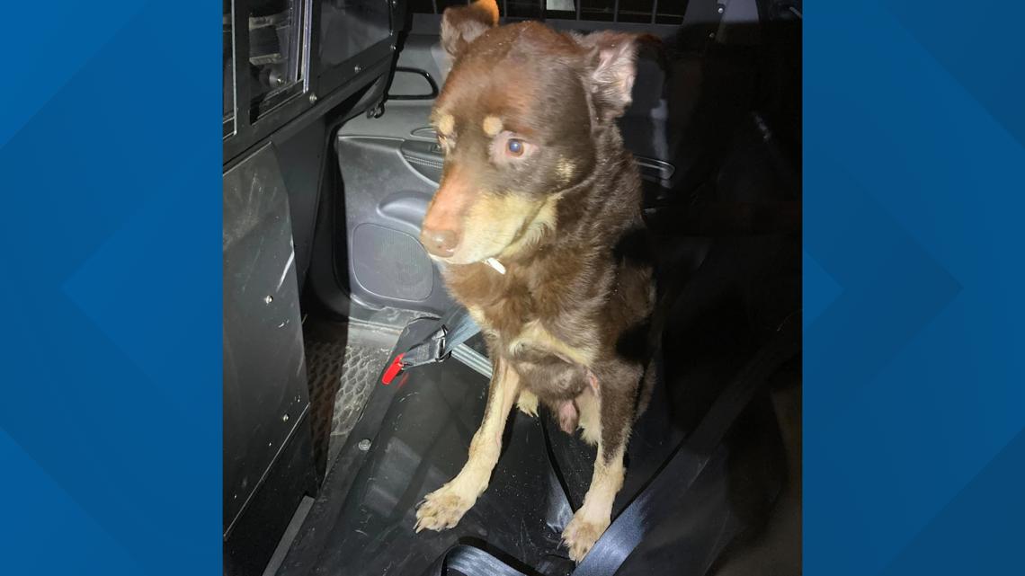 Wounded, emaciated dog found by police in Cumberland County | fox43.com