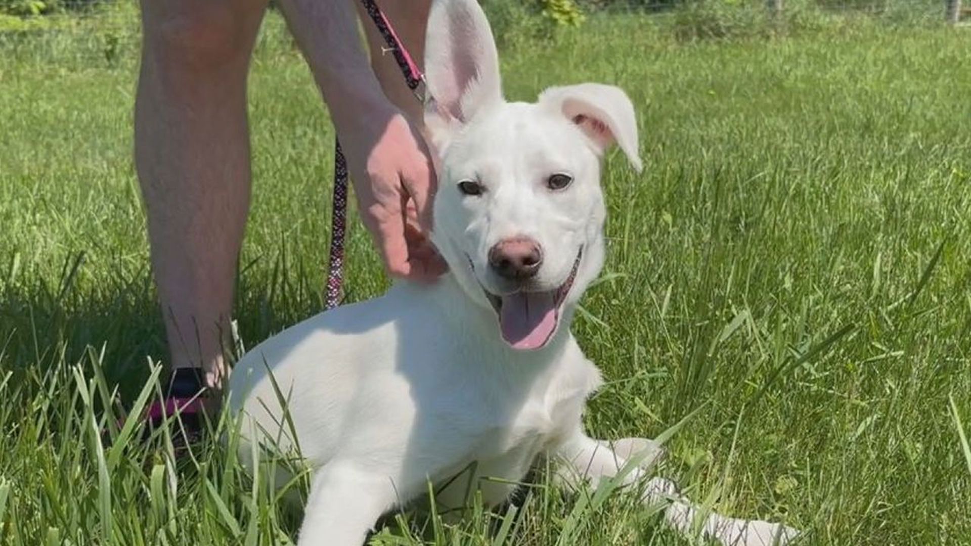 Dakota is a husky and Australian shepherd mix puppy with big ears and an even bigger personality. She's available for adoption at Charlie's Crusaders Pet Rescue.
