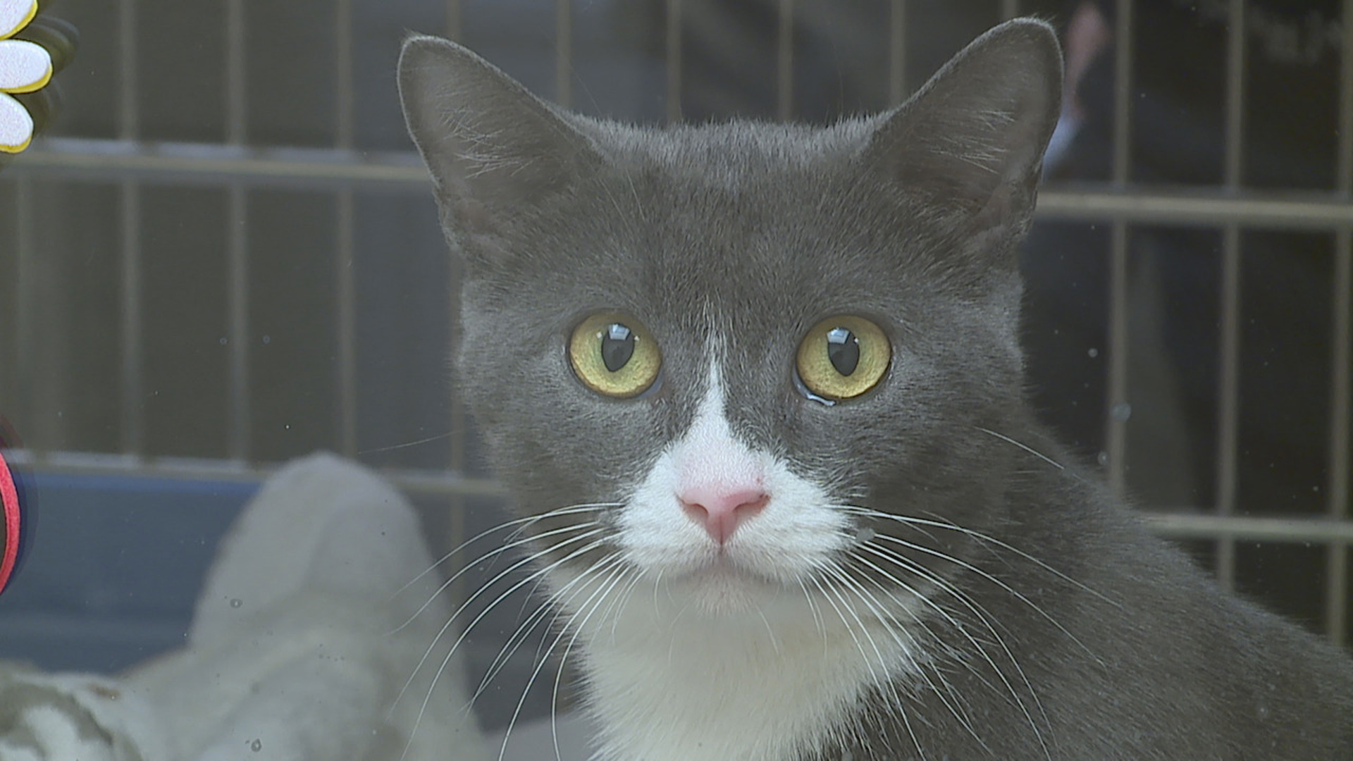 Staff at the Humane Society of Harrisburg Area are working to help animals and shelters in the south that have been impacted by Hurricane Milton.