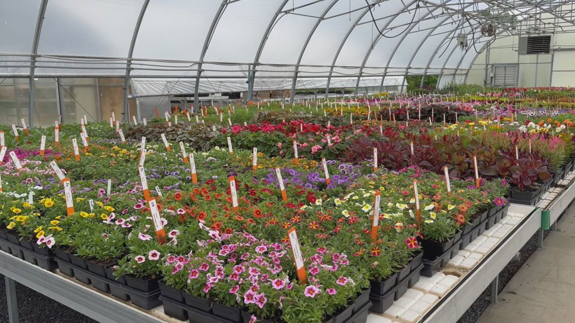 The flower trials are just one of many research programs happening at the Southeast Agricultural Research and Extension Center in Lancaster County.
