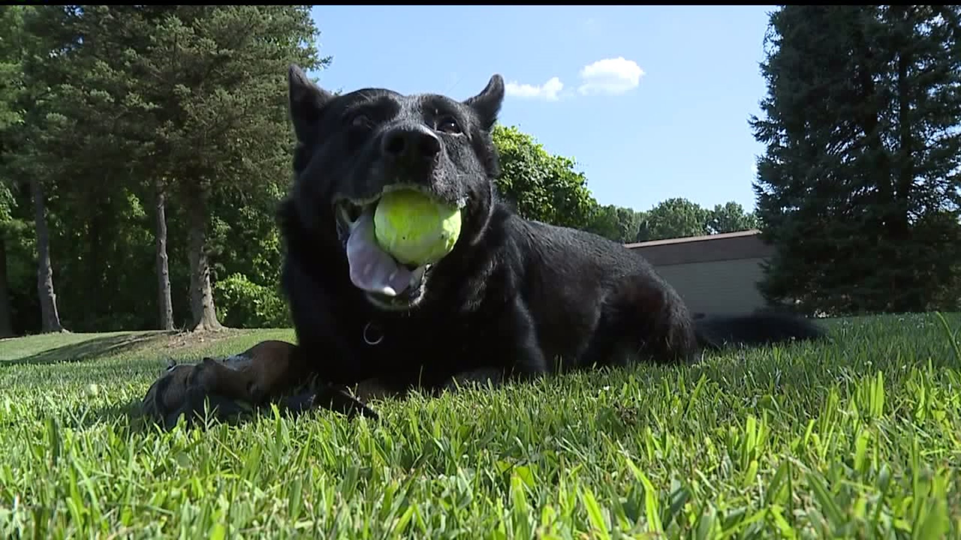 Warning about lyme disease after K9 diagnosed