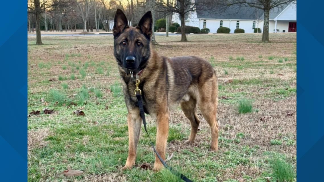 K9 Ares joins Lebanon City Police Department | fox43.com