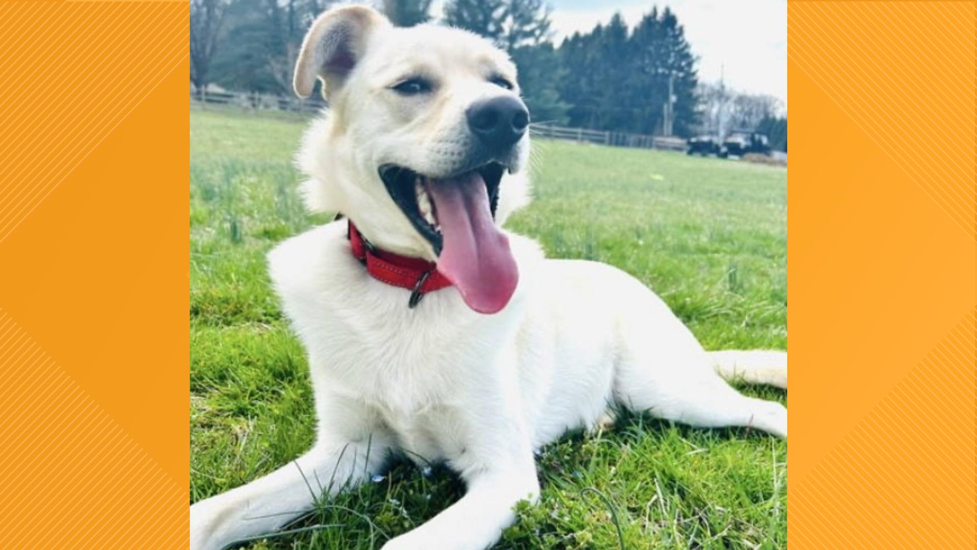 Furry Friends Meet Charlie!