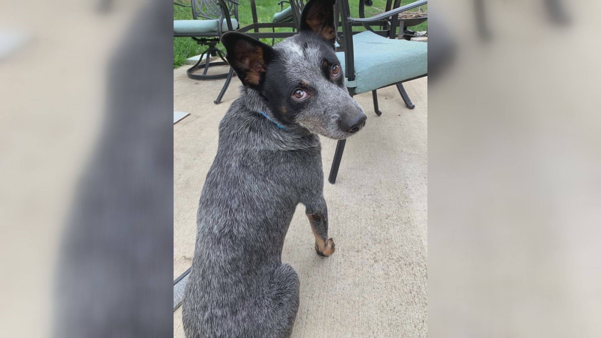 Boe is an energetic blue heeler who will need an active family with breed experience.