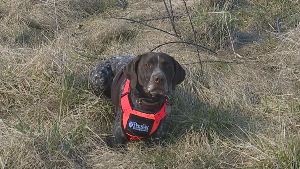 muscle-wasting-in-dogs