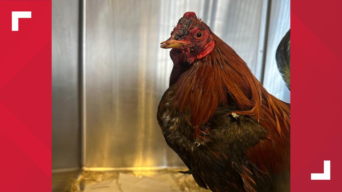 Authorities break up cockfight in Delaware County, rescue 52 live chickens, arrest 25 suspects
