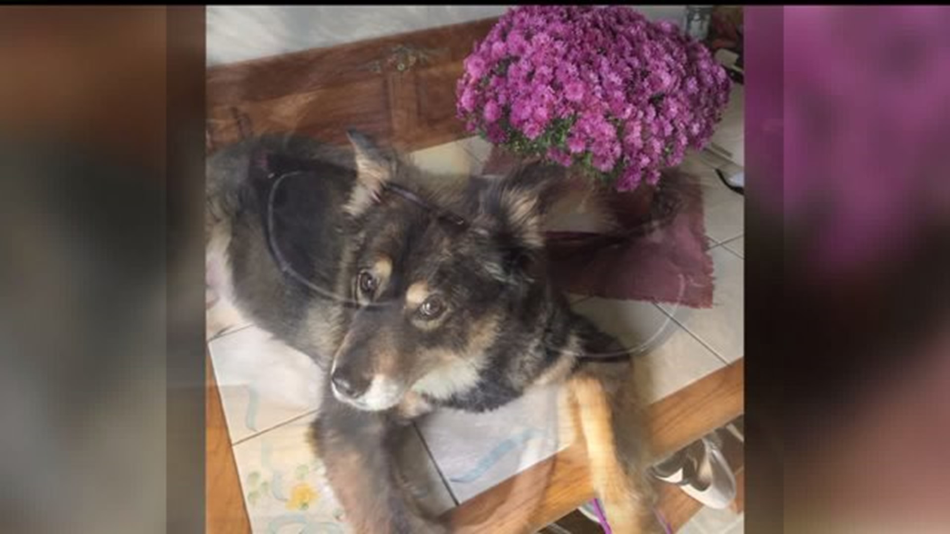 York County woman offers reward to find person she believes murdered her dog