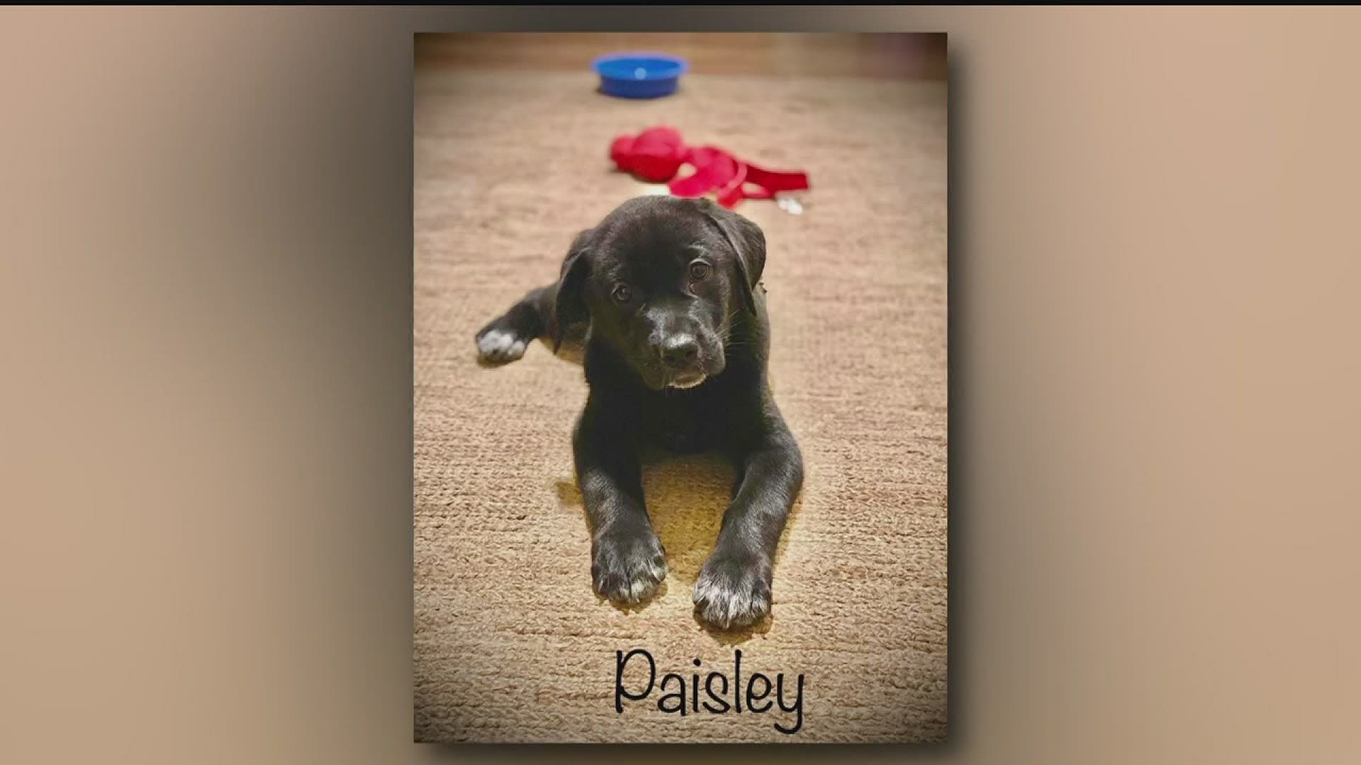 Paisley and Paris, a pair of 12-week-old girls, are available for adoption.