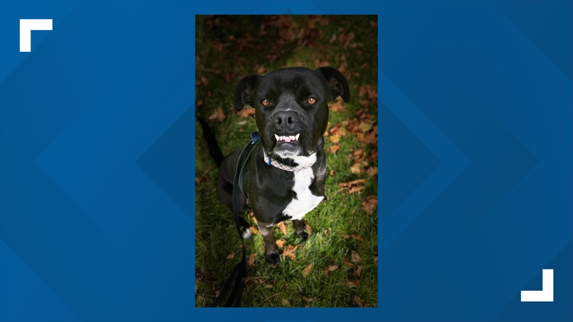 He is a 1-and-a-half-year-old Boxer/Labrador mix, and is neutered, microchipped, and up-to-date on his vaccines.