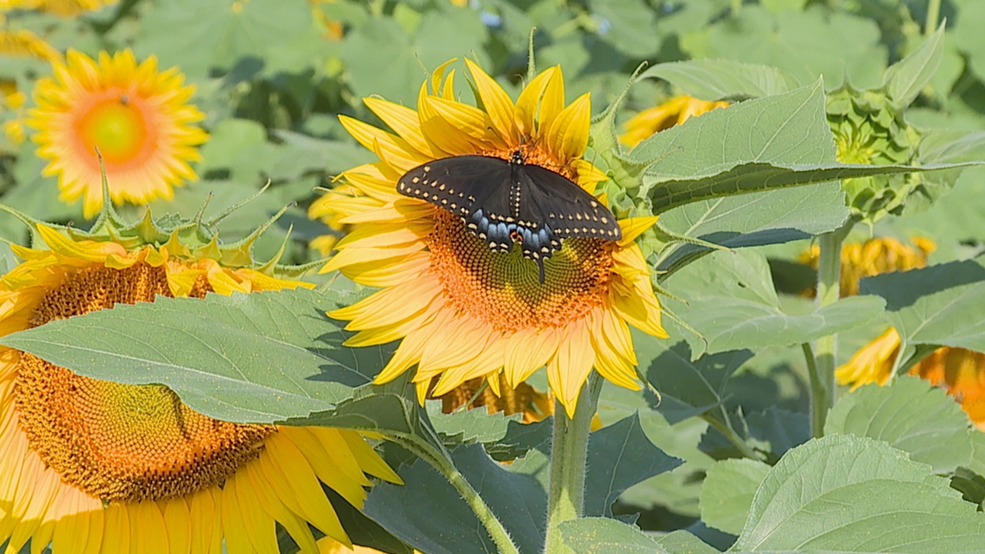 Maple Lawn Farms hosts the final days of the Sunflower Festival with over 185,000 sunflowers and special events from Aug. 8-10.