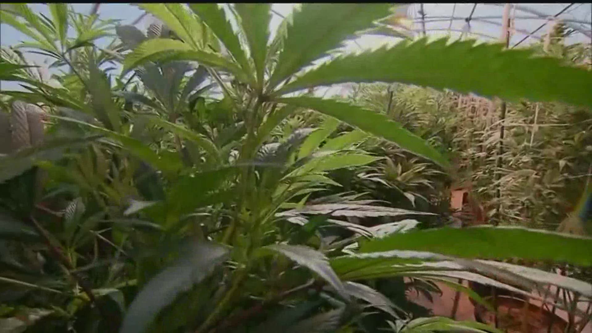 A new bill has been introduced to the house, looking to legalize recreational marijuana use in the commonwealth.